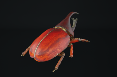 次世代写实甲虫 犀牛甲虫 独角仙 甲壳虫 昆虫 爬虫 红色甲虫 缤纷