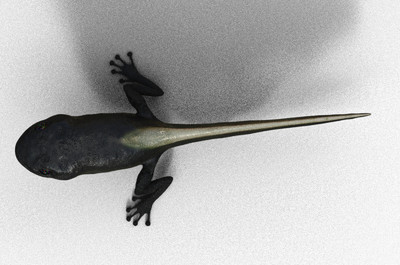 蝌蚪两条腿 蝌蚪 青蛙卵 蟾蜍卵 蛙卵 卵子 青蛙 蛤蟆 异形 青蛙进化