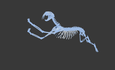 剑齿虎 骨架 动态 博物馆效果图专用 中模不卡