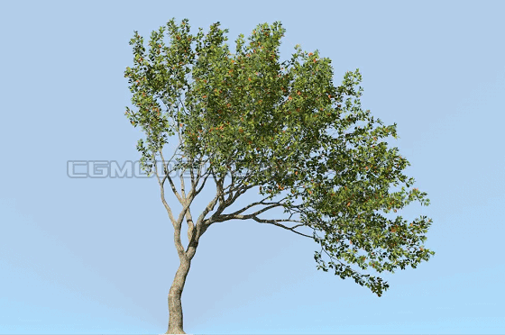 风场动画,动态高精度动态树,景观园林挂角树