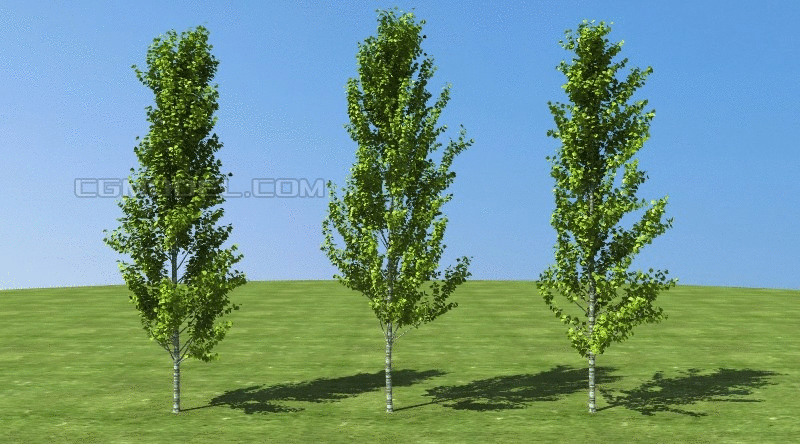 动态树 柏树 杨柳树 瘦长树 风吹动画树 带缓存小区景观树 建筑动画