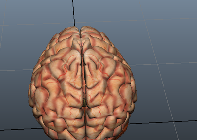 大脑大脑小脑脑袋脑内部