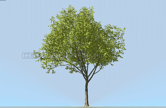 动态唯美庭院树,景观树,行道树,园林树,**低面有gif图