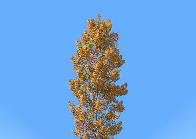 3棵新动态秋天白杨树白桦树,金黄的叶子,风场动画**低面,有gif图