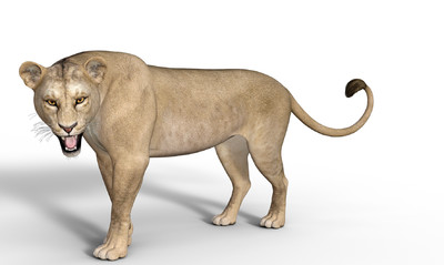 狮子 母狮 百兽之王 雄狮 狮群 狮身