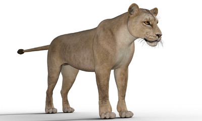 狮子 母狮 百兽之王 雄狮 狮群 狮身