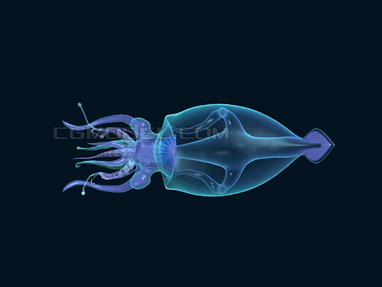 透明乌贼章鱼八爪鱼水母鱿鱼乌贼深海章鱼乌贼鱼墨斗鱼目鱼乌鲗章鱼怪 