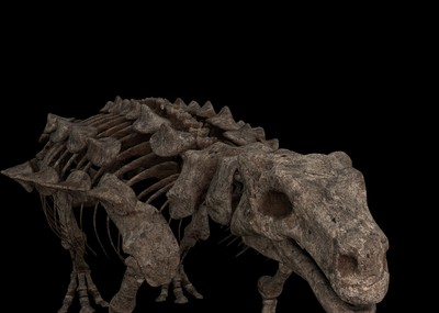 缙云甲龙骨骼化石 恐龙化石 甲龙