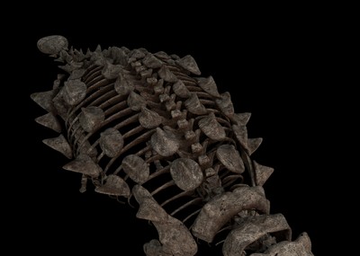缙云甲龙骨骼化石 恐龙化石 甲龙