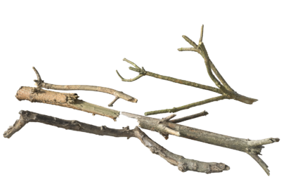 树枝 树干 树杈 4k贴图_281152516作品_场景场景部件_cg模型网