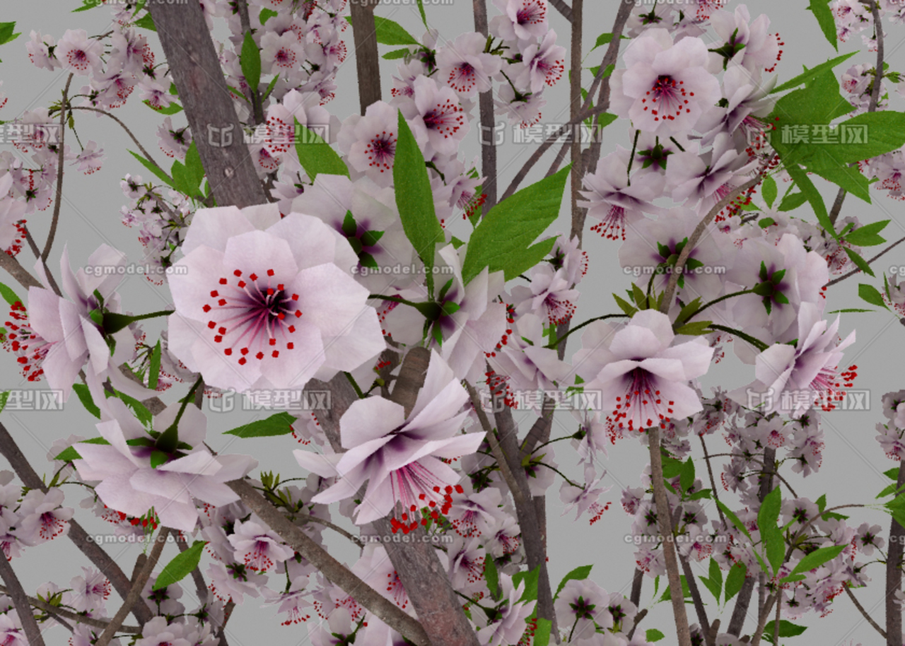 美人梅,梅花插画,梅花花束,樱花