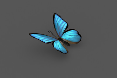 漂亮蝴蝶3d模型
