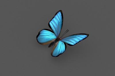 漂亮蝴蝶3d模型