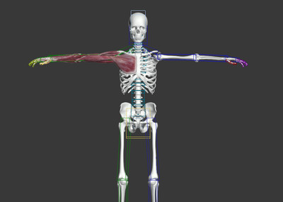 医学动画 人体结构 矢状面 冠状面 水平面 人体解刨 人体骨骼 屈伸 环