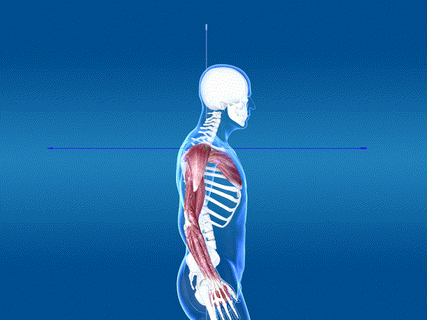 医学动画 人体结构 矢状面 冠状面 水平面 人体解刨 人体骨骼 屈伸 环