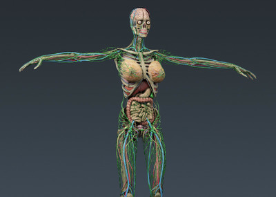 高精度医学女性模型带完整的人体肌肉骨骼器官血管