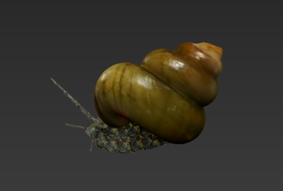 高精度 梨形环棱螺 腹足纲 田螺 田螺科 软体动物门