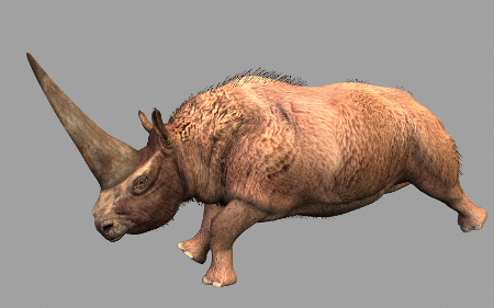 超写实板齿犀牛3d模型,古生物犀牛,披毛犀,古犀带绑定和全套动画.