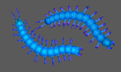 蓝色品种的蜈蚣图片