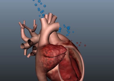 心脏模型 跳动动画演示  带贴图 模拟其跳动过程 maya2014