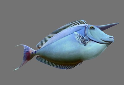 长吻鼻鱼,刺尾鱼鱼类,海洋鱼,瑚礁鱼类