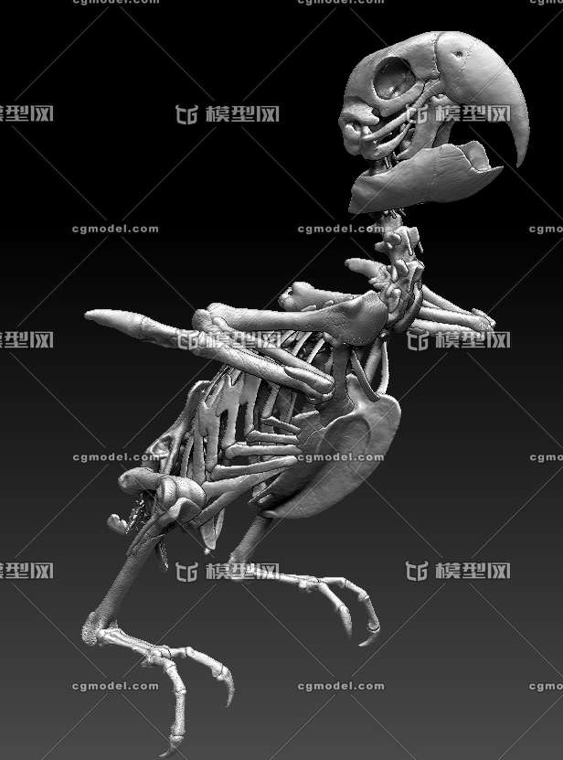 大鹦鹉骨骼骨架雕刻素材可3d打印