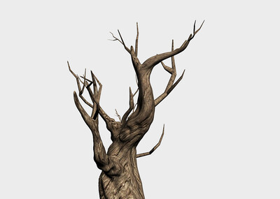 枯树树干树根写实树木老树