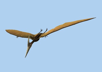 翼龙飞龙鸟类恐龙侏罗纪动物