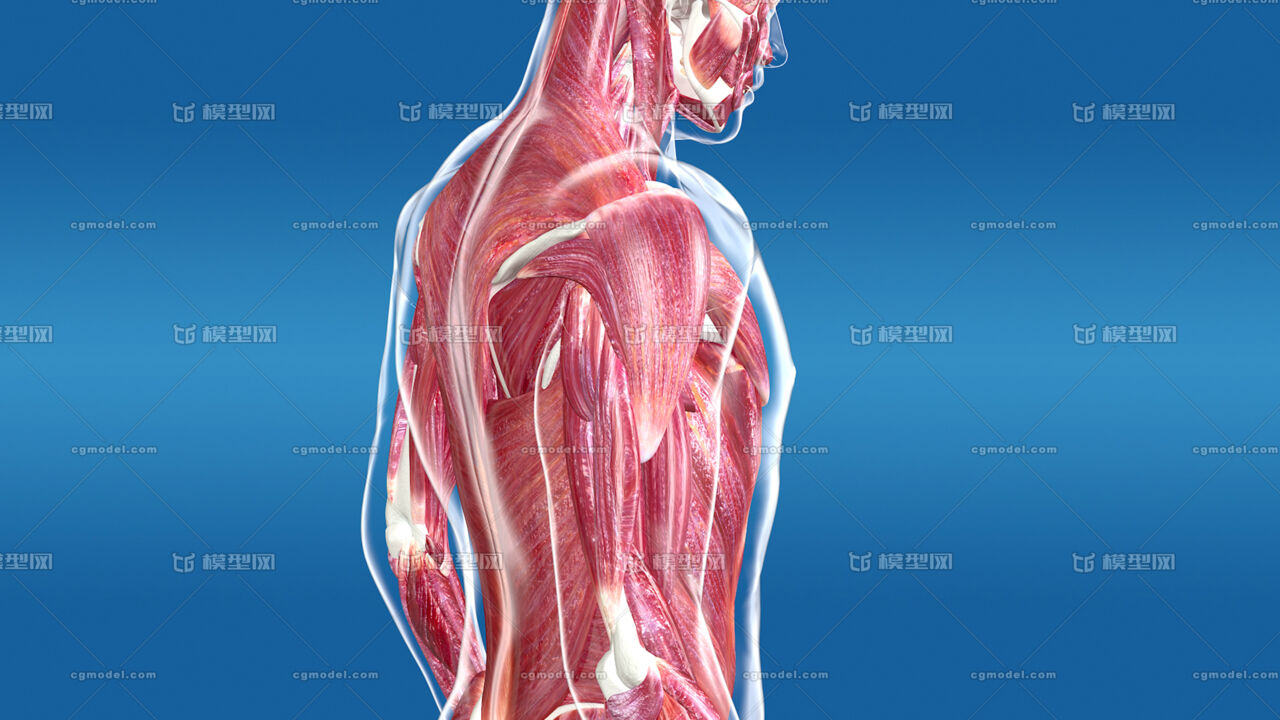 医学动画 曲臂 肱二头肌 人体肌肉运动 健身运动 人体解剖 学 生物力学 骨骼运动肌肉收缩 Cg模型网 Cgmodel 三维设计师交流互动平台 专注多品类3d模型下载 原创作品分享 软件学习