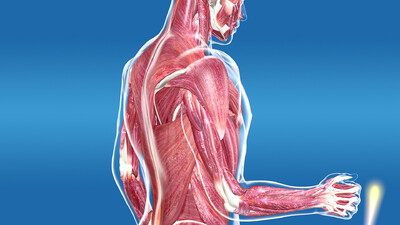 医学动画,曲臂,肱二头肌,人体肌肉运动,健身运动,人体解剖学,生物力学