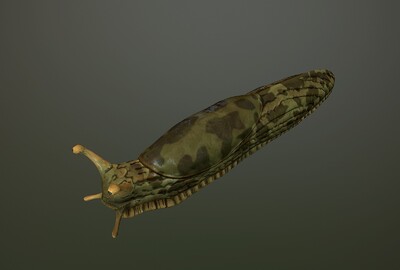 水蜒蚰蛞蝓次世代软体动物鼻涕虫