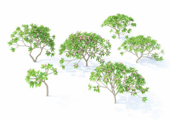 风场动画鸡蛋花树,6棵形状不同的鸡蛋花树,无缝风场动画,精模低面