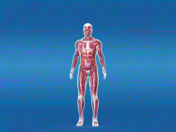 医学动画 脊柱侧屈 人体肌肉运动，健身运动，人体解剖学，生物模型-男人模型库-3ds Max(.max)模型下载-cg模型网