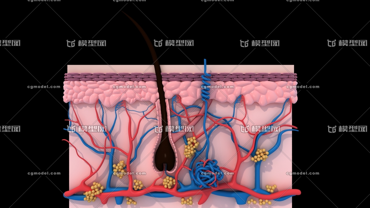 皮膚組織結構_﹍╭佑╮手﹎作品_人物人體器官_cg模型網