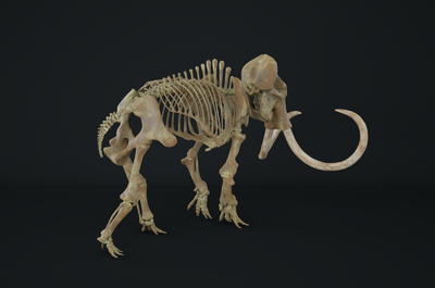 长毛象骨架 骨骼 骨架 解剖 动物骨架 写实 精细贴图