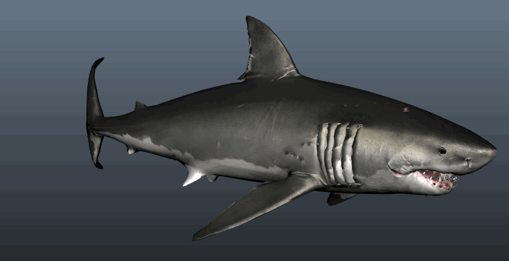 鲨鱼大白鲨fbx maya max c4d有骨骼带动画-鱼类-动物-qq542039135-cg