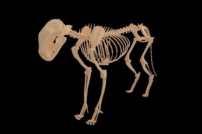 狗的精细骨骼模型