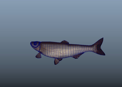 草鱼鲤鱼翘嘴鱼模型动画鱼