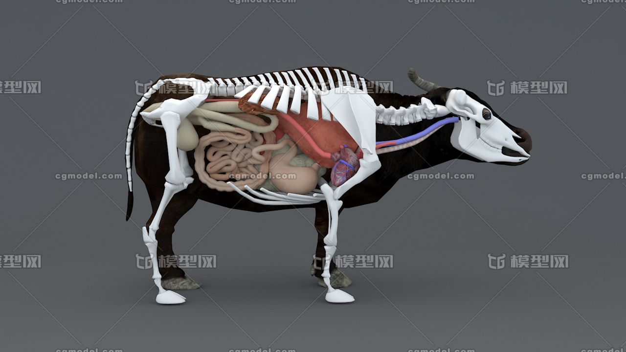 水牛 牛的内脏器官 牛的骨骼 牛内脏 老水牛 哺乳动物 耕田牛