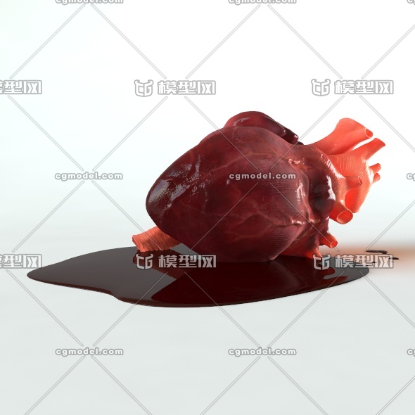 心脏  人体器官 **** 内脏 血管 流血医学 解剖 人物