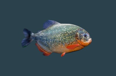 食人魚3d模型