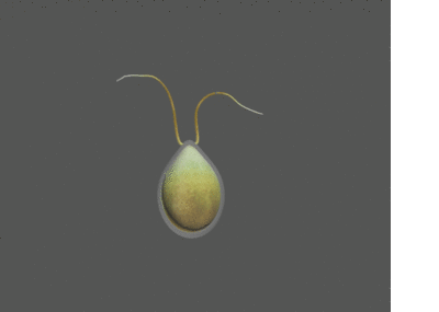 衣原体 chlamydom 细_szx0317作品_微生物细菌微生物细菌_cg模型网