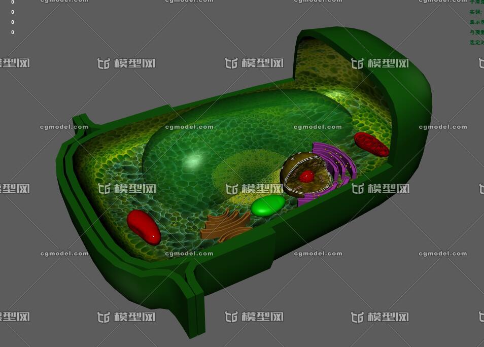 植物細胞 剖面 細胞核 高爾基體 葉綠體_默聲人作品_動物哺乳_cg模型