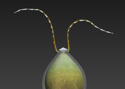 衣原体 chlamydom 细_szx0317作品_微生物细菌微生物细菌_cg模型网