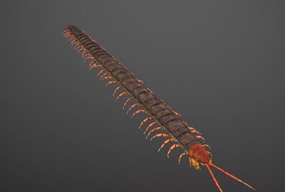 超写实蜈蚣次时代节肢动物八脚怪