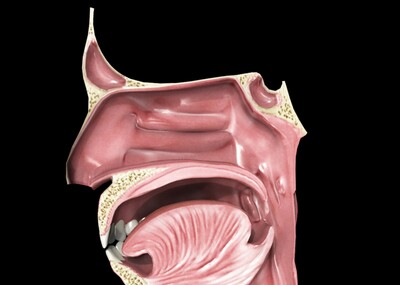 医学口腔器官病变模型附带病变贴图