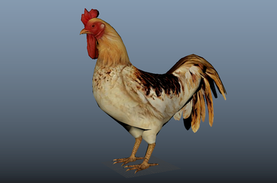 带有动作库和贴图的家禽鸡_poppinlion作品_动物飞禽_cg模型网