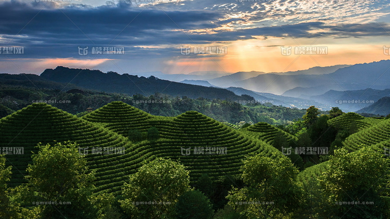 茶山,茶园,黄昏茶园,梯田