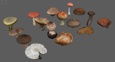 蘑菇 香菇 毒蘑菇 野蘑菇 各种蘑菇