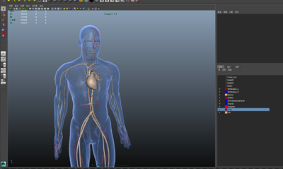心脏跳动,全身血液流动(包括心脏血液)sc01